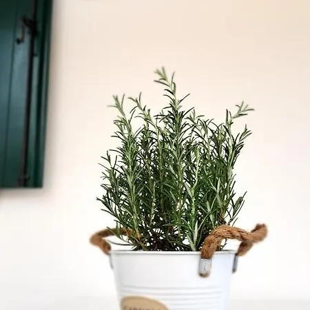 Daire Barbara Fra I Pini Lignano Sabbiadoro